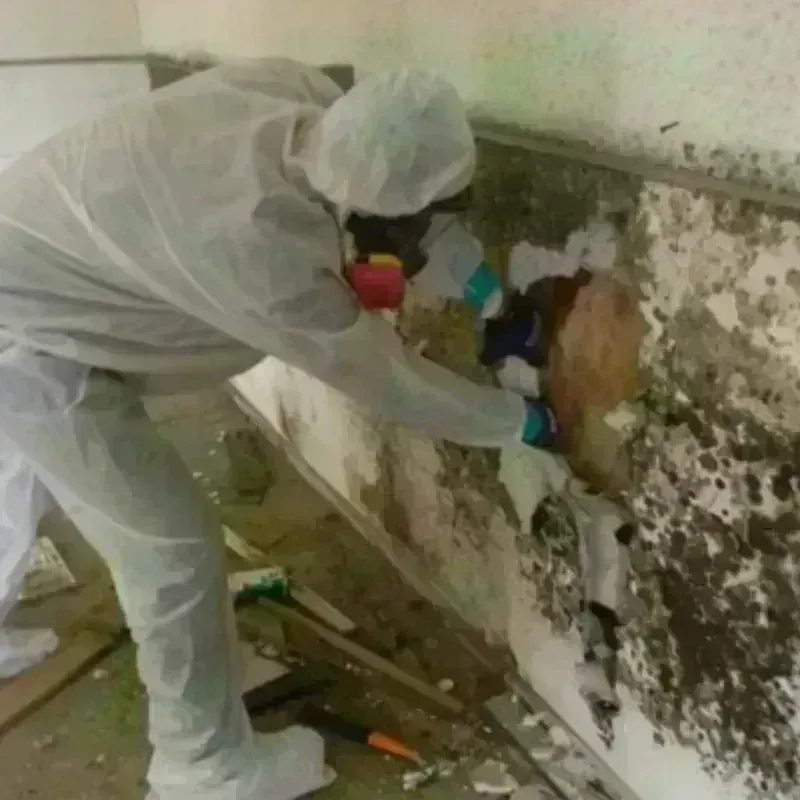 Mold Remediation and Removal in Rolla, MO